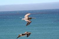 IMG_5721 vicious pelican birds ocean good
